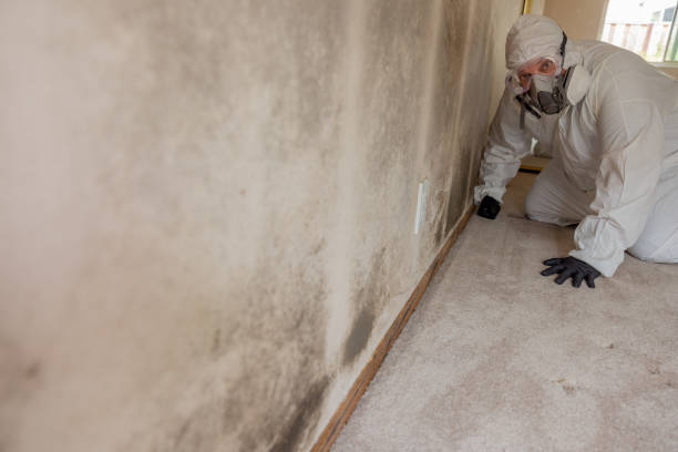 Biohazard Mold Removal in North Babylon, NY